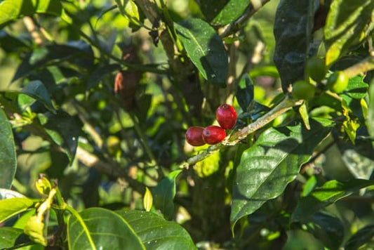 Colombian Natural