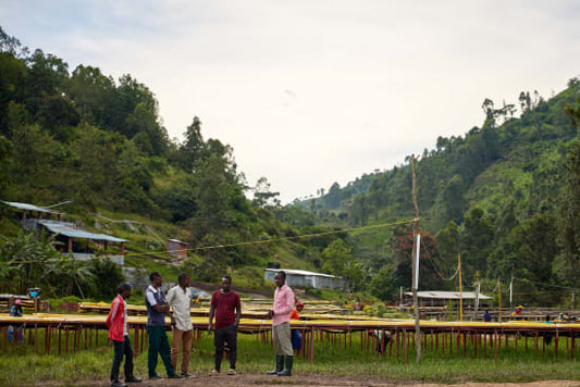 Rwanda Washed